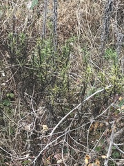 Xerochrysum viscosum