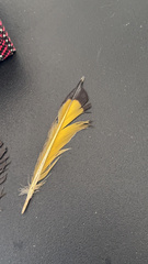 Colaptes auratus luteus