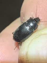 Carabidae
