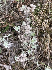 Chrysocephalum apiculatum