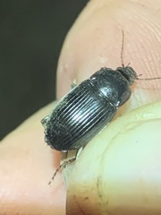 Carabidae