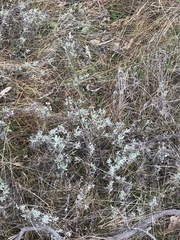 Chrysocephalum apiculatum