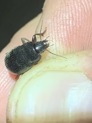 Carabidae