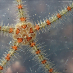 Ophiothrix spiculata