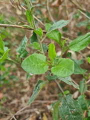 Goodenia ovata