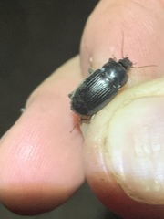Carabidae