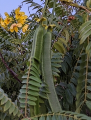 Cassia leptophylla