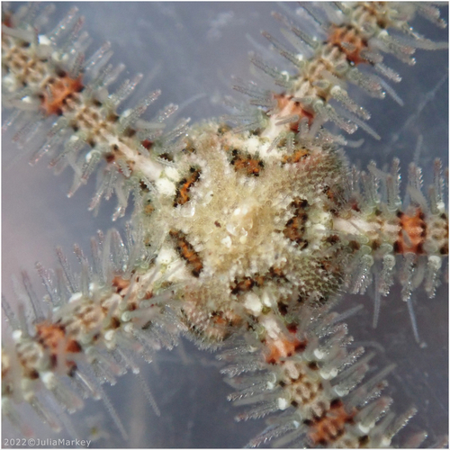 Western Spiny Brittle Star, photo 3 of 10