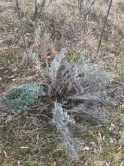 Chrysocephalum semipapposum