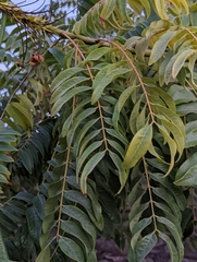 Cassia leptophylla
