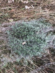 Chrysocephalum semipapposum