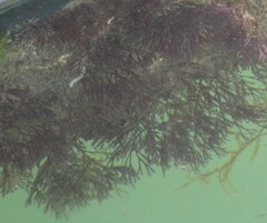 Gracilaria