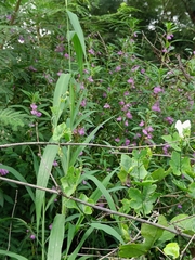 Papilio polymnestor polymnestor