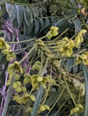 Cassia leptophylla