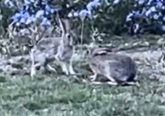 Leporidae