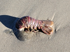 Panulirus interruptus