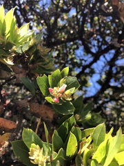 Arctostaphylos montaraensis
