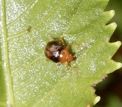 Eumolpinae