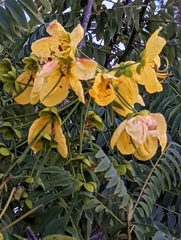 Cassia leptophylla