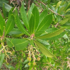 Arbutus unedo