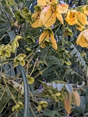 Cassia leptophylla