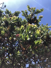 Arctostaphylos montaraensis