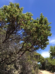 Arctostaphylos montaraensis