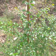 Coprosma quadrifida