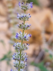 Agastache wrightii