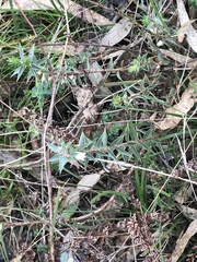 Melichrus urceolatus