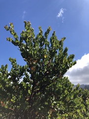 Arctostaphylos montaraensis