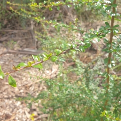 Coprosma quadrifida