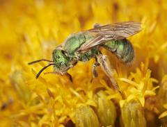 Agapostemon texanus