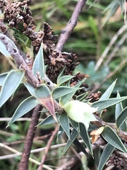 Melichrus urceolatus