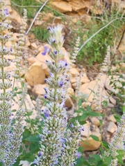 Agastache wrightii