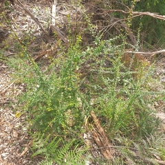 Coprosma quadrifida