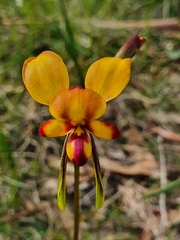 Diuris orientis