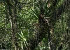 Aechmea distichantha