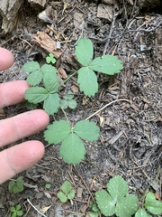 Fragaria