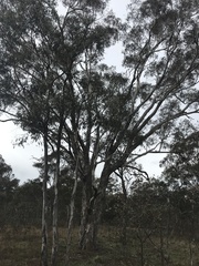Eucalyptus melliodora
