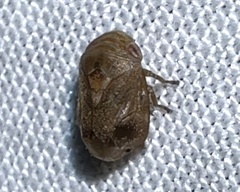 Clastoptera querci