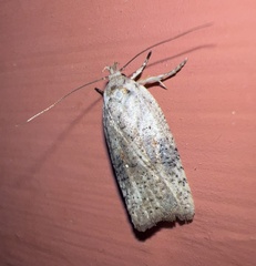 Agonopterix nervosa