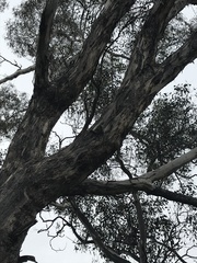 Eucalyptus melliodora