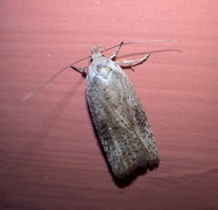 Agonopterix nervosa