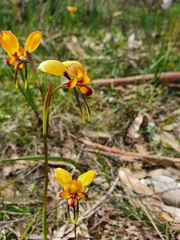 Diuris orientis