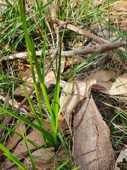 Diuris orientis