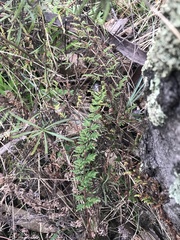 Cheilanthes sieberi sieberi