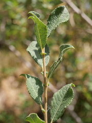 Salix aurita