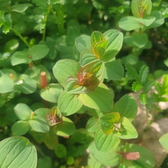 Hypericum tetrapterum