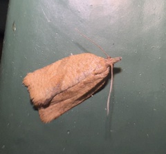 Argyrotaenia franciscana